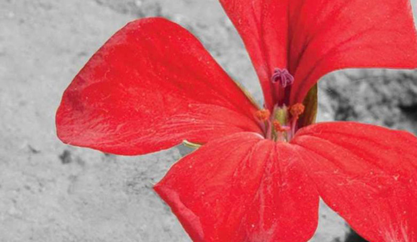 Photo of a red flower growing out of a crack in the concrete